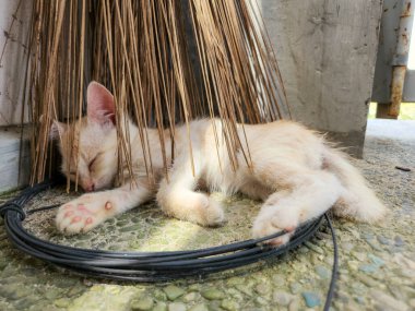 Açık turuncu, küçük bir kedi yavrusu dışarıda uyuyor. Süpürgenin kıllarının altında. Beton bir yüzeye kıvrılmış ve etrafına siyah bir kablo sarılmış. Görüntü doğal ışık altında çekiliyor, sıcak ve huzurlu bir atmosfer yaratıyor..