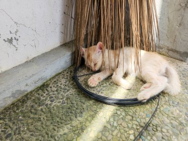 Zencefilli şirin bir kedi yavrusu güneş ışığının altında, doğal bir çalılığın altına sığınarak mışıl mışıl uyuyor. Yavru kedi kıvrılmış ve siyah bir kabloyla çevrili çakıllı bir yüzeyde dinleniyor. Sahne bir huzur ve sükunet hissi veriyor..