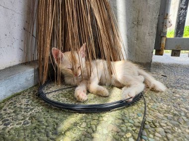 Tatlı bir kızıl kedi yavrusu çakıl taşı kaplı bir yüzey üzerinde kıvrılarak uyuyor. Süpürgeyle korunuyor. Kedi halkalı bir kabloda dinleniyor. Arka plandaki kapının arkasından başka bir kedi dikizliyor.. 