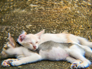 Yürek ısıtan bir görüntü, birbirine sokulmuş, pürüzlü bir yüzeyde uyuyan iki yavru kedi görüntüsü. Bir kedi yavrusu diğerinin üzerinde dinleniyor, sevgi ve rahatlık bağı sergiliyor..