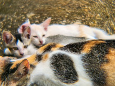 Yürek ısıtan bir manzara. Yavru kedi ve birkaç yavru bir araya gelmiş. Yavru kediler rahatça dinleniyor, gözleri kapalı ya da yarı açık, bir huzur hissi sergiliyorlar..