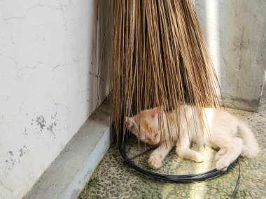 Sevimli bir turuncu kedi yavrusu, bir süpürgenin altında dokulu bir duvara yaslanmış, derin bir uykuda. Yavru kedi rahatlamış ve kıvrılmış, güneşin sıcaklığının tadını çıkarıyor. Fotoğraf sakin ve rahatlatıcı bir sahne gösteriyor..