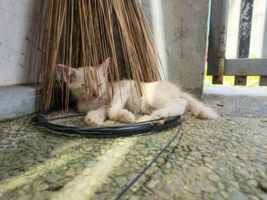 Krem rengi tatlı bir kedi yavrusu, çakıllı bir yüzeyde, bir süpürgenin altında huzur içinde uyuyor. Güneş ışığı, yavru kedinin tüylerini ve patilerini aydınlatan ilginç gölgeler bırakır..