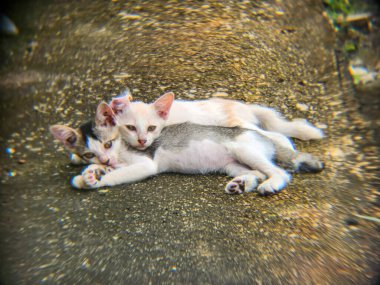 İki sevimli kedi yavrusu dokulu bir yüzeyde birbirine sokulur. Bir kedi yavrusu beyaz renkte iken, diğeri gri, siyah ve beyazdır. Uzanıyorlar, rahat ve memnun görünüyorlar..