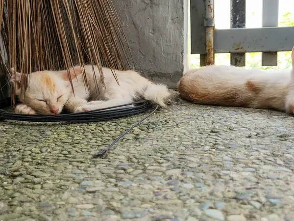 Yürek ısıtan bir sahne, dışarıda dinlenen iki kediyi yakalıyor. Bir kedi bir süpürgenin altına kıvrılıp uyuyor, diğeri ise yakınlarda dinleniyor. Fotoğraf, arka planda bir kapısı olan taş bir yüzeydeki kedileri gösteriyor. Huzur.