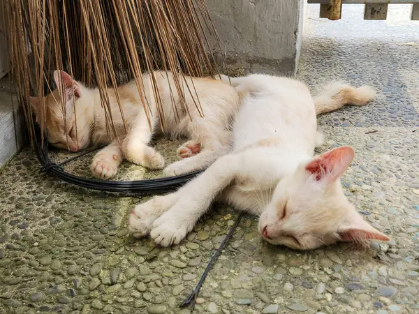 İki sevimli kedi yavrusu çakıl taşı zemininde mışıl mışıl uyuyor. Biri açık turuncu ve diğeri kremalı beyaz. Doğal bir barınağın yanında, muhtemelen kurumuş palmiye yapraklarının altında birbirlerine sokulmuşlardır..