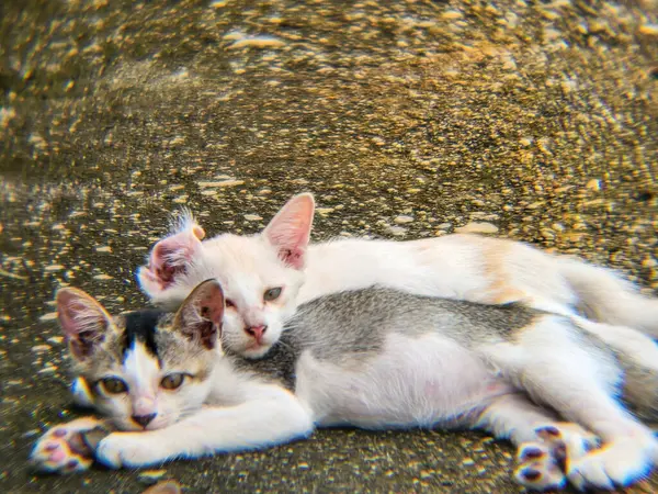 İki yavru kedinin pürüzlü, dokulu bir yüzeyde birlikte dinlendiği yürek ısıtan bir görüntü. Bir kedi yavrusu diğerinin üstünde uzanıyor, samimi ve samimi bir sahne yaratıyor..