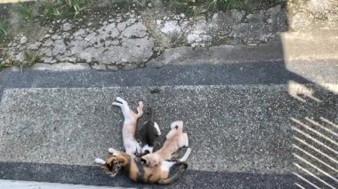 Güneşli bir günde yavru kedilere bakan sevimli Calico Kedileri.