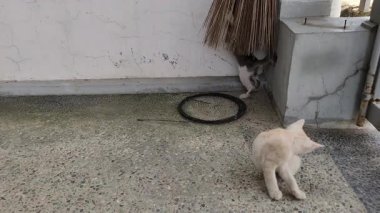 Gündüz vakti Beton Bahçeyi Keşfeden İki Oyuncu Kedi Yavrusu.