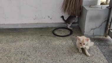 Güneşli bir günde çevresini keşfeden iki neşeli kedi yavrusu.