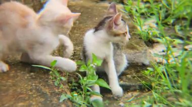 Neşeli Kedicikler Enerjik Dışarıda Oyun Zamanı.