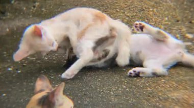 Oyuncu Kedi Yavruları Güreşiyor ve Beton Yüzeyde Oynuyor.