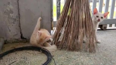 Güneşli bir günde dışarıda süpürgenin yanında oynayan sevimli kedicikler..
