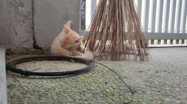 Süpürgenin yanında kendini tımar eden sevimli bir kedi yavrusu ve terasta sarılı bir tel..