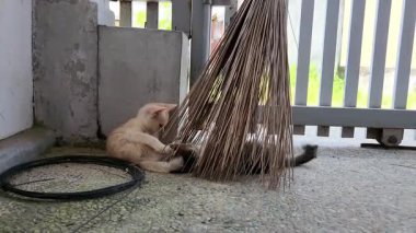 Süpürge Altında Oyuncak Kediler Güreşiyor ve Keşfediyor.