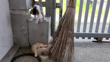 Neşeli kediler güneşli bir günde bir süpürge ve kapı keşfederler..