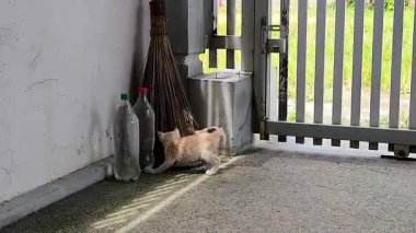 Dışarıyı Keşfeden Oyuncak Kediler Şişe Yakınları ve Gündüz Süpürgesi