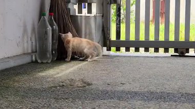 Oyuncak Kedi Araştırması ve Açık havada Kapı ve Süpürge Yakınında Oynama