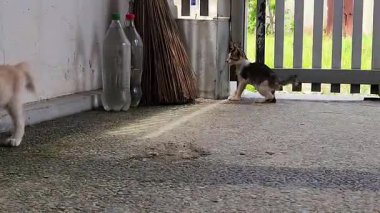 Güneşli bir günde Beton Bahçeyi Keşfeden İki Neşeli Kedi Yavrusu.