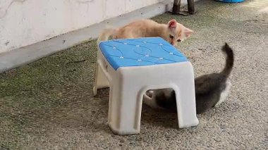 Neşeli Kedicik Küçük Mavi ve Beyaz Dışkıya Çıkmaya Çalışıyor.