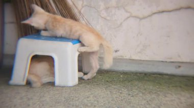 Neşeli kedi yavrusu küçük bir dışkıyı keşfeder ve başka bir kedi yavrusuyla etkileşime girer.