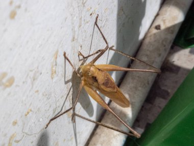 Uzun bacakları ve antenleri olan, beyaz desenli bir duvara dayanmış bronz bir böceğin detaylı bir fotoğrafı. Böcek keskin bir odak noktasında yakalanır ve karmaşık vücut yapısını gözler önüne serer.. 