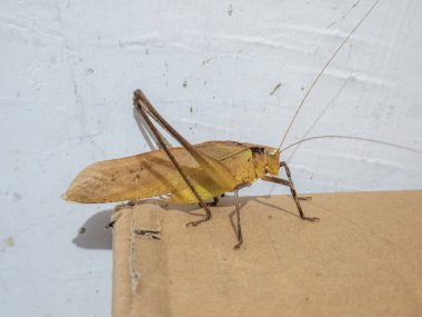 Bu yakın çekim bir karton parçası üzerinde dinlenen kahverengi bir katydid böceği yakalar. Böceğin kanatları, bacakları ve antenleri de dahil olmak üzere ayrıntılı özellikleri açıkça görülebilir..