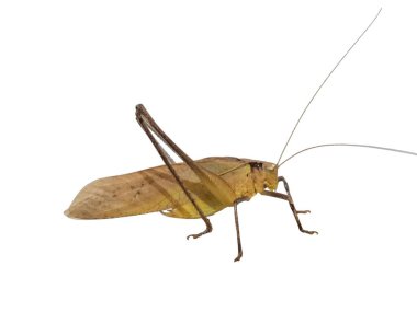 Bu resim düz beyaz bir arkaplan üzerinde kahverengi bir katydid böceğinin detaylı yakın çekimini gösteriyor. Böcek odak noktasında, vücut yapısını, kanatlarını ve antenini vurguluyor..