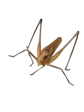 Bu detaylı stüdyo çekimi, el değmemiş beyaz bir arka planda izole edilmiş çekirge böceğini yakalar. Görüntü, böceğin dokulu vücudundan uzun bacaklarına ve antenine kadar olan karmaşık detaylarını gösteriyor. Bilimsel çizimler için ideal