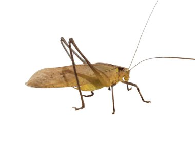 Bir stüdyo çekimi, temiz beyaz bir arkaplan karşısında bir yaprak katydid böceğini ayrıntılı olarak yakalar. Böceğin vücudu kahverengi ve yeşil bir karışım, bir yaprağı taklit ediyor. Görüntü iyi aydınlatılmış. Katydid 'in dokusunu ve karmaşık detaylarını vurguluyor..