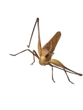 Ayrıntılı bir stüdyo çekimi, beyaz bir zemine karşı kahverengi bir çekirge sunar. Böcek, uzun anten ve detaylı vücut yapısı da dahil olmak üzere eşsiz özelliklerini gösteren aşağı doğru bir açıyla konumlandırılmıştır..