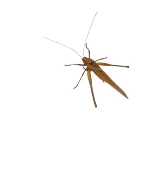 Detaylı bir stüdyo çekimi, temiz beyaz arka planda kahverengi bir katydid böceği yakalar. Böcek izole edilmiş, karmaşık vücut yapısı ve uzun anteniyle sergileniyor. Resim, tasarım ve editörel kullanım için uygun geniş kopya alanı sağlar.