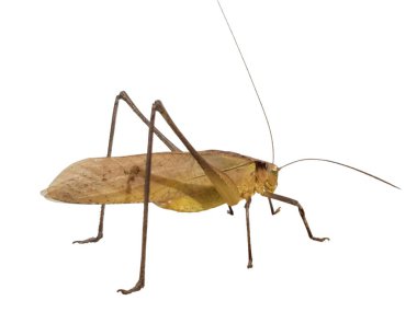 Temiz beyaz bir zemine karşı bir yaprak böceğinin detaylı fotoğrafı. Bu böcek dikkat çekici bir kamuflaj sergiliyor, çevresiyle kusursuz bir şekilde harmanlanıyor. Resim, böceğin bacakları, antenleri ve kanatları da dahil olmak üzere hassas özelliklerini gösteriyor..