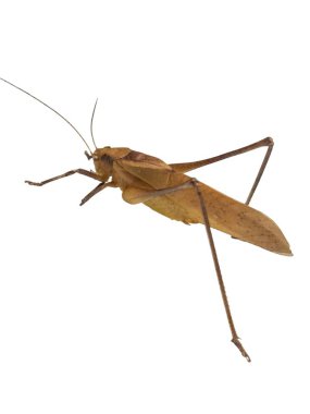 Temiz beyaz bir arkaplanda izole edilmiş kahverengi çekirge böceğinin detaylı bir stüdyo görüntüsü. Görüntü, böceğin karmaşık detaylarını vurguluyor. Vücut yapısı, bacakları ve antenlerini gösteriyor. Işıklar eşit ve odak noktası keskin..