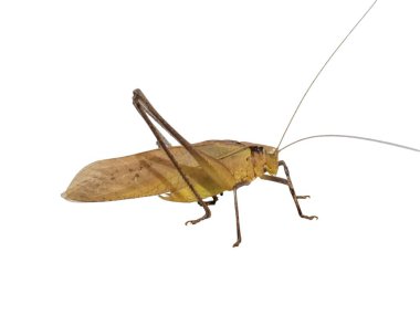 Uzun boynuzlu çekirge olarak da bilinen kahverengi bir katydid böceğinin temiz beyaz arka planda izole edilmiş detaylı bir stüdyo çekimi. Görüntü, böceğin kanatları, antenleri ve bacakları da dahil olmak üzere karmaşık vücut yapısını vurgular..