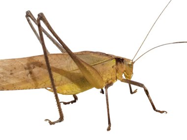 Detaylı bir stüdyo çekimi Katydid böceğini gösteriyor. Böcek, üzerinde karmaşık detaylar bulunan kahverengi bir renk paleti sergiler. Görüntü düz beyaz bir arkaplan üzerine kuruludur. Katydid 'in ana odak noktası olmasını sağlar..