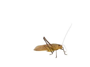 Beyaz arka planda izole edilmiş kahverengi bir katydid böceğinin detaylı bir yan görüntüsü. Böceğin kanatları yaprak şeklindedir ve mükemmel bir kamuflaj sağlar. Katydid 'in uzun antenleri ve ince bacakları var. Hassas yapısını gözler önüne seriyor.. 
