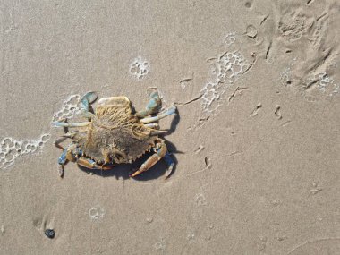 Kumlu bir sahil sahnesinde kabuğu kısmen kumla kaplanmış yalnız bir yengeç, kıyıda çekilen gelgitin bıraktığı hafif işaretlerin yanında, sükuneti simgeliyor..