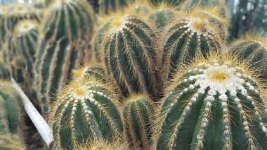 Yoğun bir altın varil kaktüsü kümesinin yakın plan görüntüsü belirgin kaburgalı yapılarını ve sarı dikenlerini gözler önüne seriyor. Canlı dikenler, yeşil sulu vücutlarla tezat oluşturuyor..