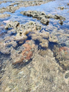 Sığ ve berrak sularda görülen canlı mercan resiflerinin detaylı bir görüntüsü. Güneş ışığı, mercan oluşumlarının dokularını ve renklerini vurgulayarak, suyun yüzeyinde parıldayan bir etki yaratır..