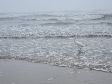 Yalnız bir balıkçıl, sisli bir kumsalın sığ sularında zarifçe duruyor. Dalgalar kıyıya yakın yuvarlanarak sakin ve sakin bir sahil atmosferi oluşturur..