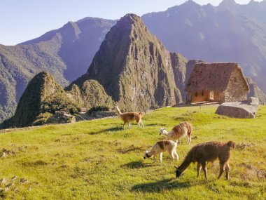 Urubamba Eyaleti, Cusco Bölgesi, Peru - 17 Haziran 2024: Machu Picchu Harabelerinde beslenen Lama.