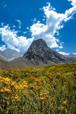 Colorado Vadisi, çiçek açıyor ve arka planda Sugarloaf Dağı, Maipo Kanyonu, Şili.