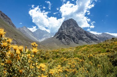 Colorado Vadisi, çiçek açıyor ve arka planda Sugarloaf Dağı, Maipo Kanyonu, Şili.