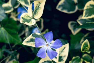 Vinca major (yaygın olarak bakir ot olarak bilinir), İspanya 'dan Türkiye' ye kadar Avrupa ve Asya 'nın Akdeniz bölgesinde yetişen ve tüm dünyada yetiştirilen bir bitkidir..