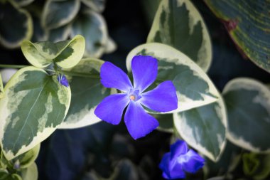 Vinca major (yaygın olarak bakir ot olarak bilinir), İspanya 'dan Türkiye' ye kadar Avrupa ve Asya 'nın Akdeniz bölgesinde yetişen ve tüm dünyada yetiştirilen bir bitkidir..