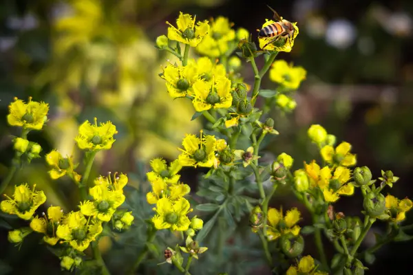 Rue bitkisinin çiçeklerinden nektar ve polen toplayan Afrikalı arılar veya ruta mezarları.