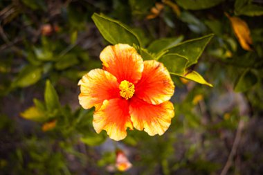 Hibiscus rosa-sinensis, Çin gülü, kırmızıbiber, gelincik, amber çiçeği olarak da bilinir, mallow familyasından Doğu Asya 'ya özgü bir yaprak döken çalıdır..
