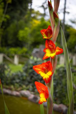 Görüntü, ejderha kılıcı zambağı olarak da bilinen Gladiolus Dalenii 'yi gösteriyor. Iridaceae familyasına ait, Afrika ve Madagaskar 'a özgü uzun ömürlü bir bitkidir..