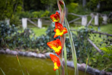 Görüntü, ejderha kılıcı zambağı olarak da bilinen Gladiolus Dalenii 'yi gösteriyor. Iridaceae familyasına ait, Afrika ve Madagaskar 'a özgü uzun ömürlü bir bitkidir..